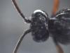 Phaenolobus terebrator